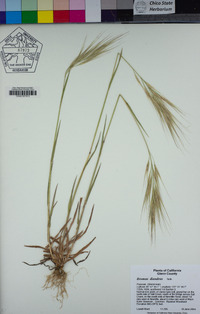 Bromus diandrus image