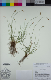 Carex mariposana image