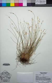 Juncus parryi image