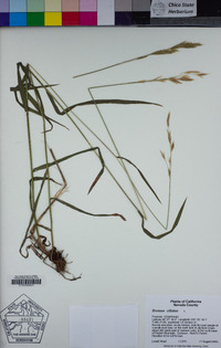 Bromus ciliatus image