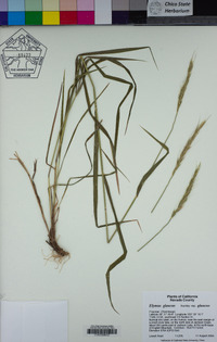 Elymus glaucus subsp. glaucus image