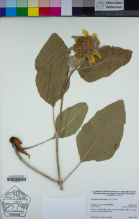 Wyethia helenioides image