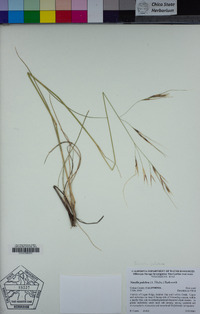 Stipa pulchra image