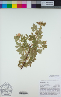 Rosa californica image