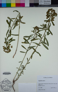 Euphorbia esula image