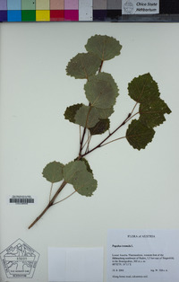 Populus tremula image