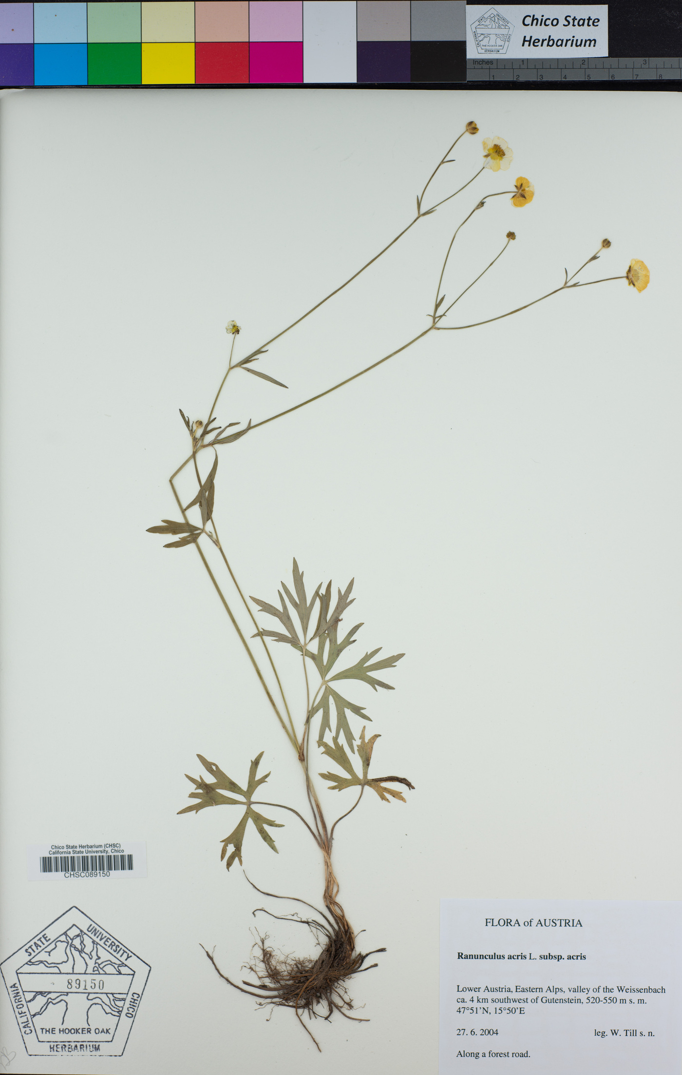 Ranunculus acris subsp. acris image