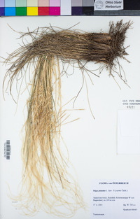 Image of Stipa pennata