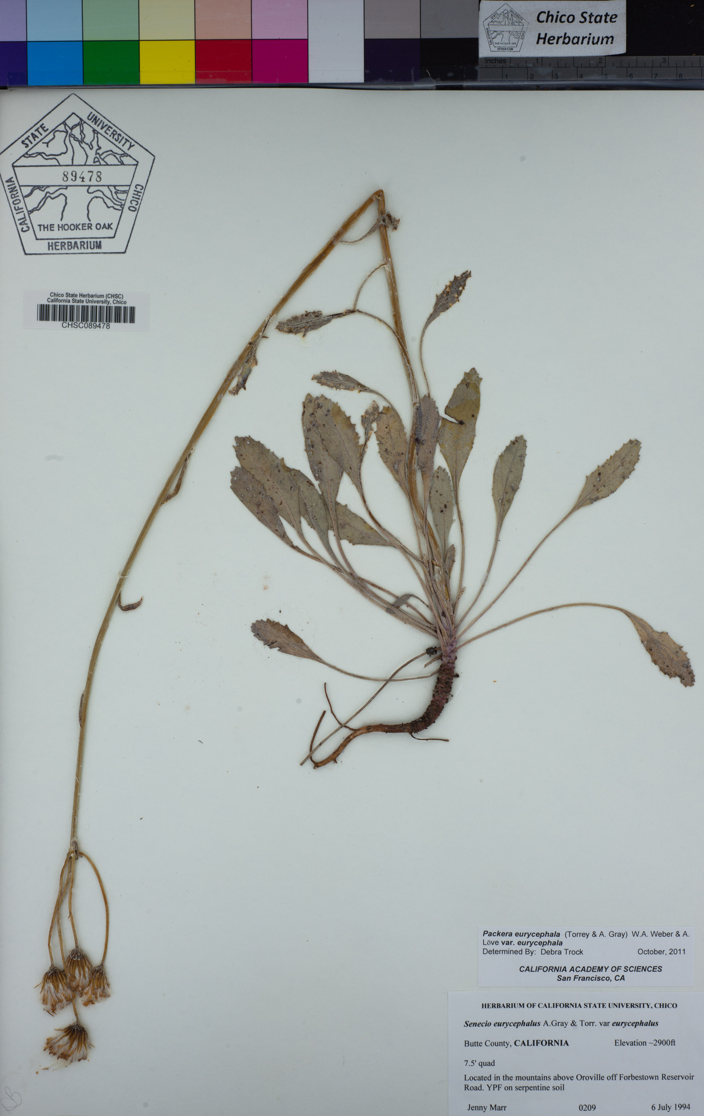 Packera eurycephala var. eurycephala image
