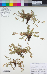 Potentilla millefolia image