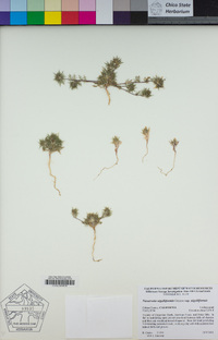 Navarretia nigelliformis subsp. nigelliformis image