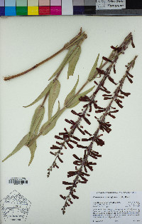 Penstemon centranthifolius image