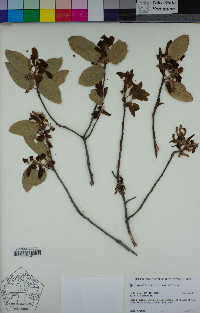 Quercus wislizeni image