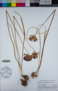 Dichelostemma multiflorum image