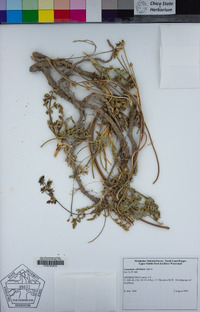 Lomatium ciliolatum image