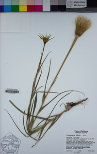 Tragopogon dubius image