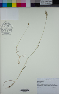 Bromus hordeaceus image