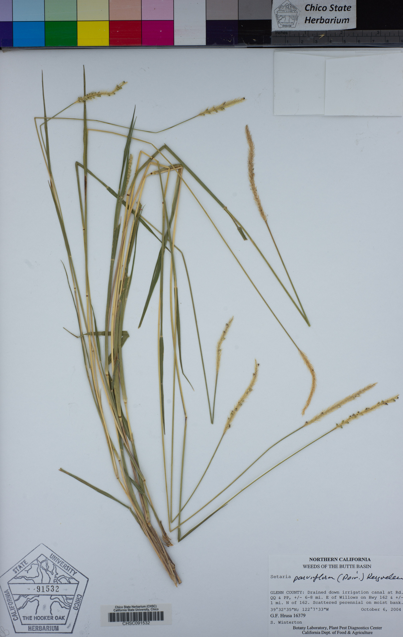 Setaria parviflora image