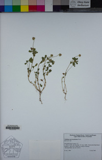 Trifolium microcephalum image