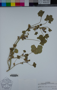 Malva nicaeensis image