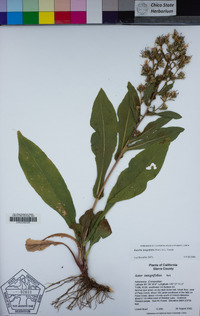 Eurybia integrifolia image