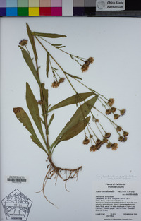 Symphyotrichum spathulatum image