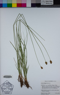 Carex abrupta image