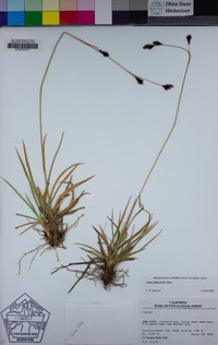 Carex fissuricola image