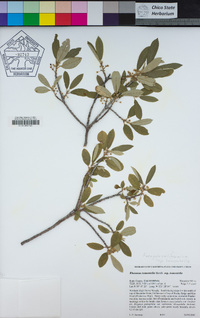 Frangula californica image