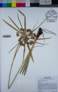 Cyperus involucratus image