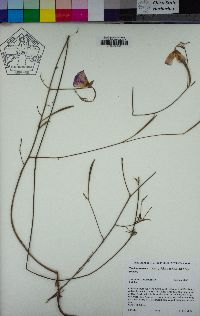 Clarkia amoena subsp. amoena image