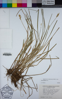 Carex bolanderi image