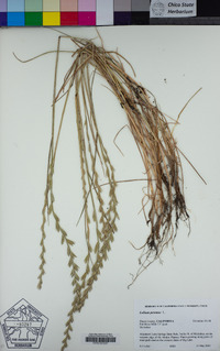 Festuca perennis image