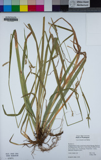 Carex hendersonii image