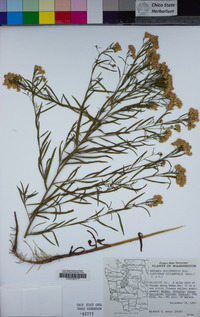 Euthamia occidentalis image