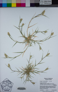 Crypsis schoenoides image