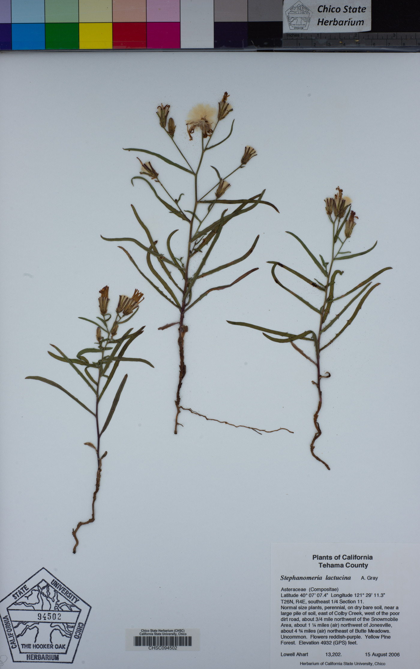 Stephanomeria lactucina image