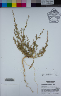 Chenopodium berlandieri image