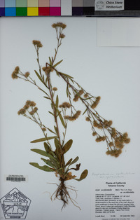 Symphyotrichum spathulatum image