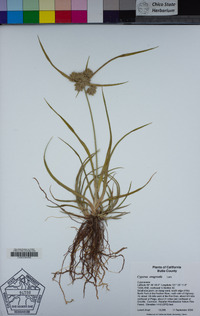 Cyperus eragrostis image