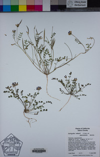 Astragalus rattanii image