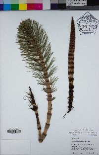 Equisetum telmateia subsp. braunii image