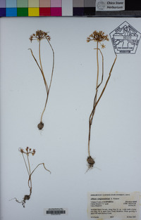 Allium campanulatum image