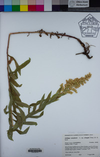 Solidago elongata image