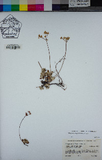 Eriogonum marifolium image