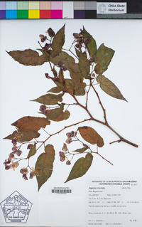 Image of Begonia incarnata