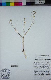 Gilia latiflora subsp. davyi image