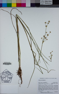 Juncus articulatus image