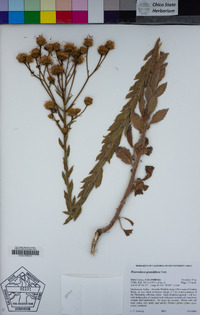 Heterotheca grandiflora image