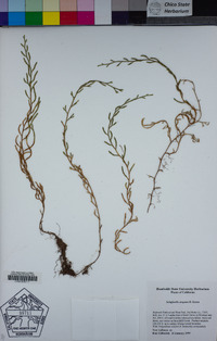 Selaginella oregana image